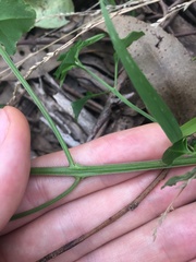 Chenopodium robertianum