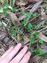 Chenopodium robertianum