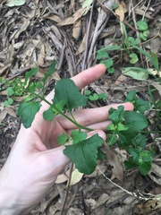 Chenopodium robertianum