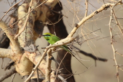 Merops viridissimus