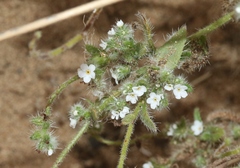 Cryptantha clevelandii