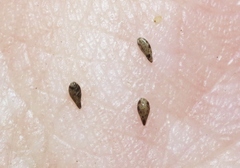 Cryptantha clevelandii