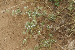 Cryptantha clevelandii