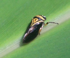 Hemiaufidus peninsularis