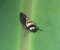 Hemiaufidus peninsularis