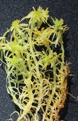 Sphagnum balticum