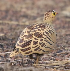Pterocles quadricinctus