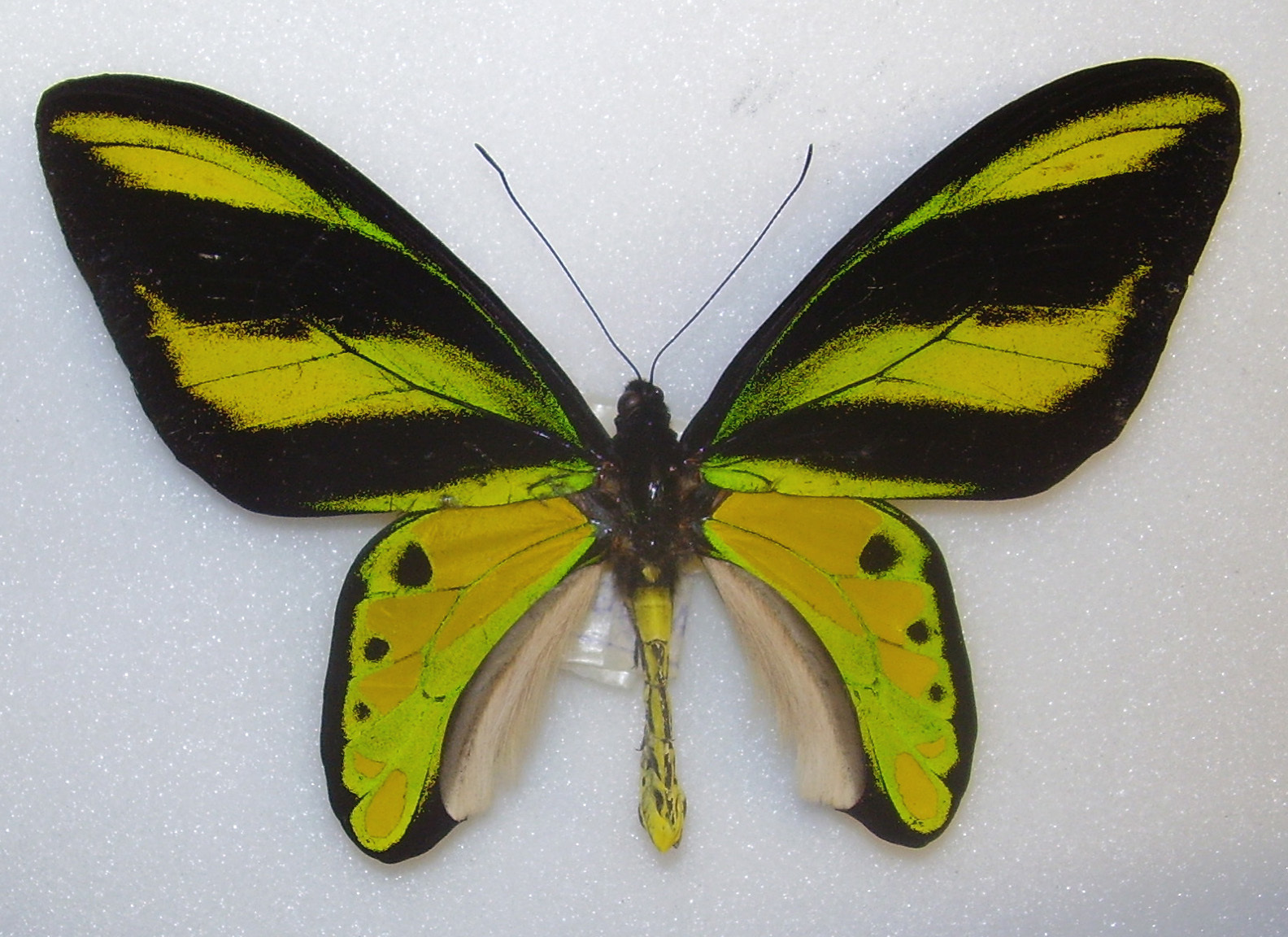 Tithonus Birdwing (Ornithoptera tithonus) · iNaturalist
