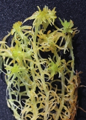 Sphagnum balticum