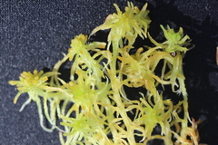 Sphagnum balticum