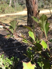 Grevillea bedggoodiana