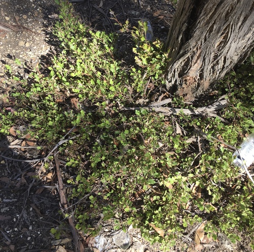 Grevillea bedggoodiana, photograph 1