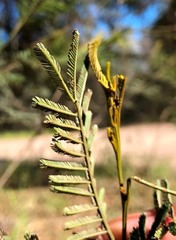 Acacia loroloba