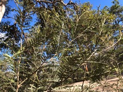 Acacia loroloba