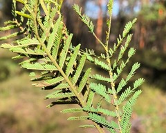 Acacia loroloba