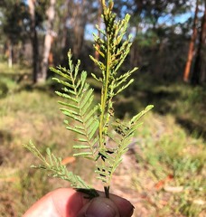 Acacia loroloba