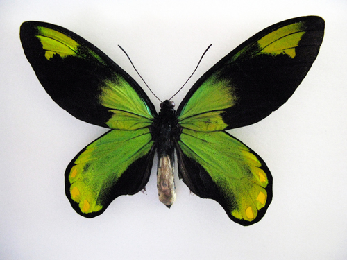 Queen Victoria's Birdwing