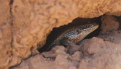 Trachylepis perrotetii