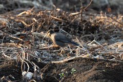 Spodiopsar cineraceus