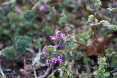 Lamium amplexicaule