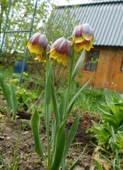 Fritillaria michailovskyi