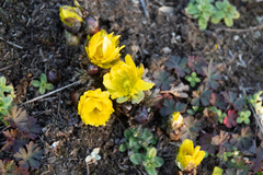 Adonis amurensis