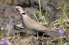 Streptopelia vinacea