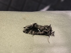 Plusiopalpa adrasta