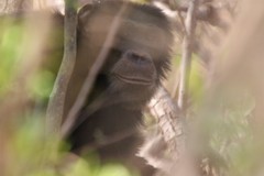 Pan troglodytes verus