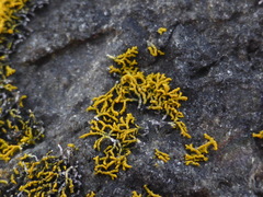 Polycauliona coralloides