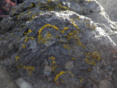 Polycauliona coralloides