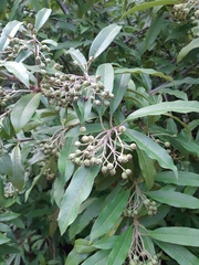 Photinia davidiana