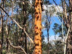 Eucalyptus major
