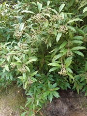 Photinia davidiana