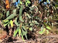 Eucalyptus major