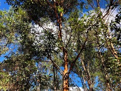 Eucalyptus major