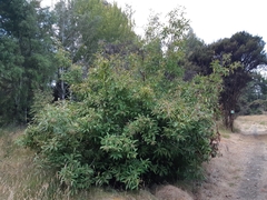 Photinia davidiana