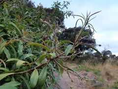 Photinia davidiana