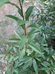 Photinia davidiana