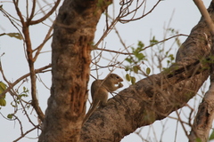 Heliosciurus gambianus