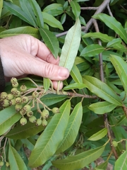 Photinia davidiana