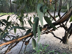 Eucalyptus major