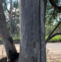 Eucalyptus major