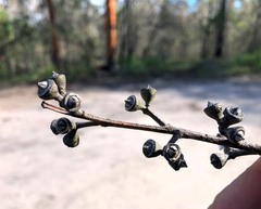 Eucalyptus major