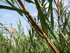 Phragmites vallatoria