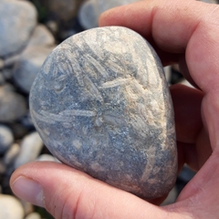 Nummulites