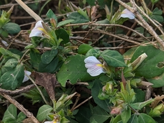 Blepharis maderaspatensis