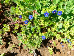 Lysimachia arvensis caerulea