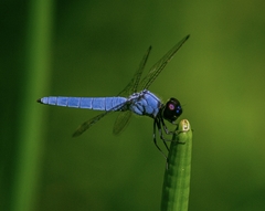 Brachydiplax duivenbodei