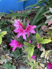 Rhododendron × pulchrum